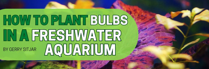 How to Plant Bulbs in a Freshwater Aquarium