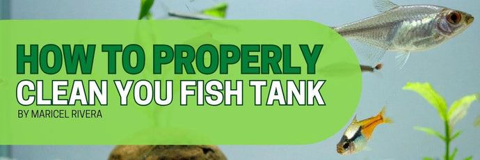 How to Properly Clean Your Fish Tank