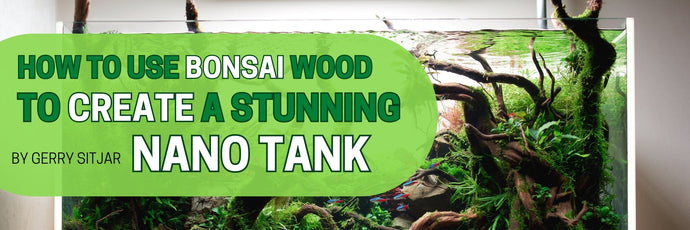 How to Use Bonsai Wood to Create a Stunning Nano Tank