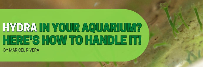 Hydra in Your Aquarium? Here's How to Handle It!