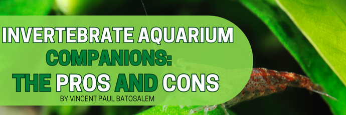 Invertebrate Aquarium Companions: Exploring the Pros and Cons