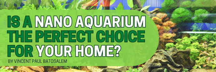 Is a Nano Aquarium the Perfect Choice for Your Home?