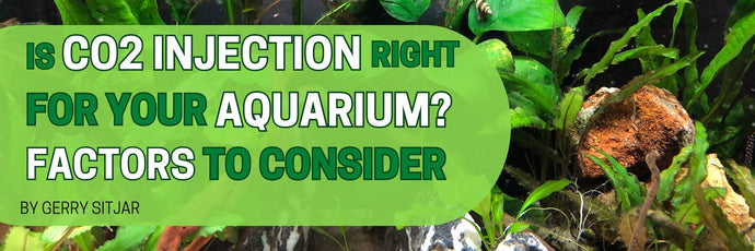 Is CO2 Injection Right for Your Aquarium?