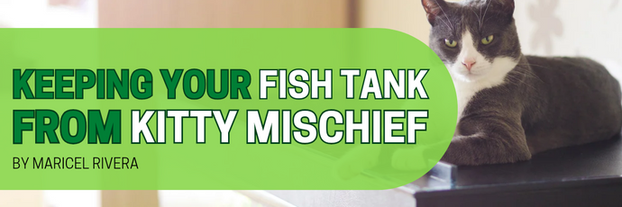 Keeping Your Fish Tank Safe from Kitty Mischief