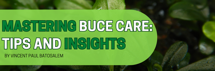 Mastering Bucephalandra Care: Tips and Insights