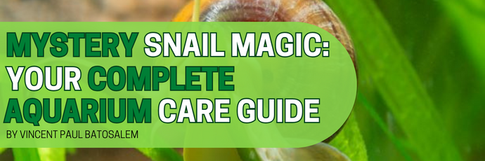 Mystery Snail Magic: Your Complete Aquarium Care Guide
