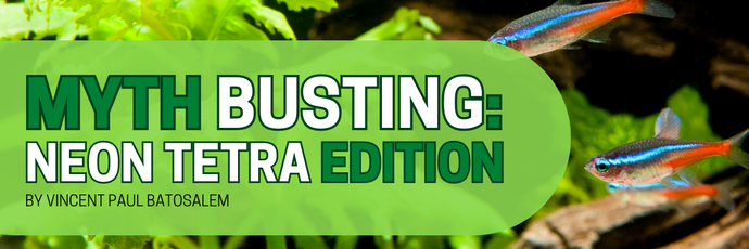 Myth Busting: Neon Tetra Edition