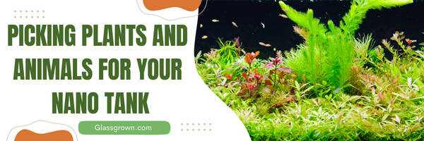 Picking Plants and Animals For Your Nano Tank