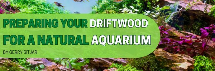 Preparing Your Driftwood for a Natural Aquarium