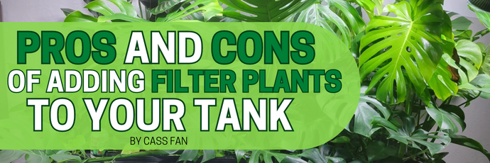 Pros and Cons of Adding 'Filter Plants' to Your Tank