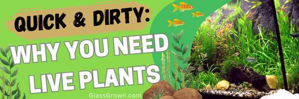 Quick and Dirty: Why You Need Live Plants