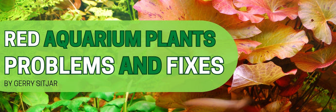 Red Aquarium Plant Problems and Fixes