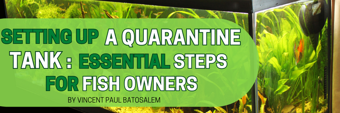 Setting Up a Quarantine Tank: Essential Steps for Fish Owners