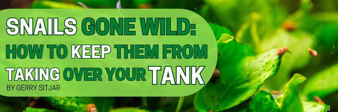 Snails Gone Wild: How to Keep Them From Taking Over Your Tank