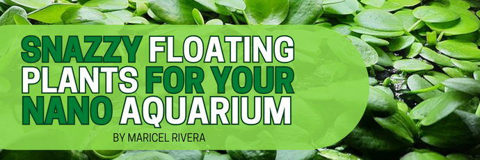 Snazzy Floating Plants for Your Nano Aquarium