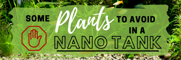 Some Plants to Avoid in a Nano Tank