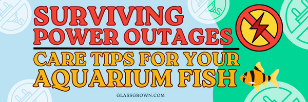 Surviving Power Outages - Care Tips for Your Aquarium Fish