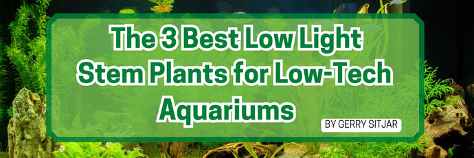 The 3 Best Low-Light Stem Plants for Low-Tech Aquariums