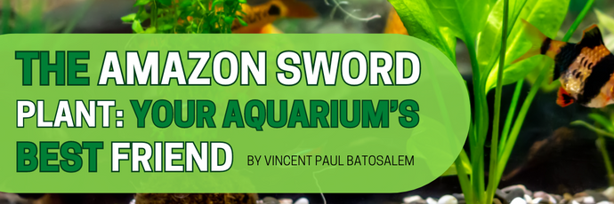 The Amazon Sword Plant: A Larger Aquarium’s Best Friend