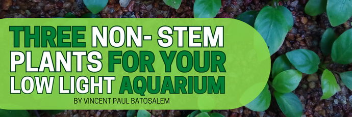 Three Non- Stem Plants for your Low Light Aquarium