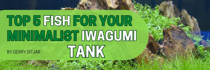 Top 5 Fish for Your Minimalist Iwagumi Tank