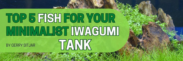 Celestial Pearl Danios and Ember Tetras in a minimalist Iwagumi tank