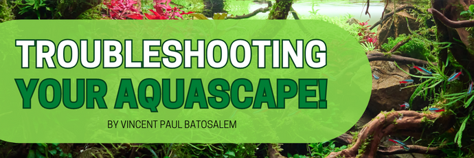 Troubleshooting Your Aquascape