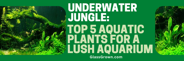 Underwater Jungle: Top 5 Aquatic Plants for a Lush Aquarium