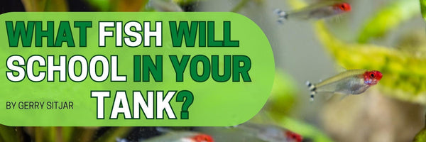 What Fish Will School in Your Tank?
