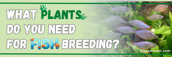 What Plants Do You Need for Fish Breeding?