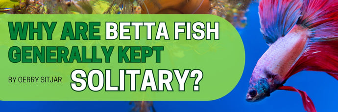 Why are Betta Fish Generally Kept Solitary?