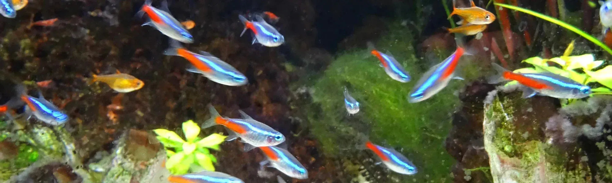 I need some friendly, schooling fish... – Glass Grown Aquatics
