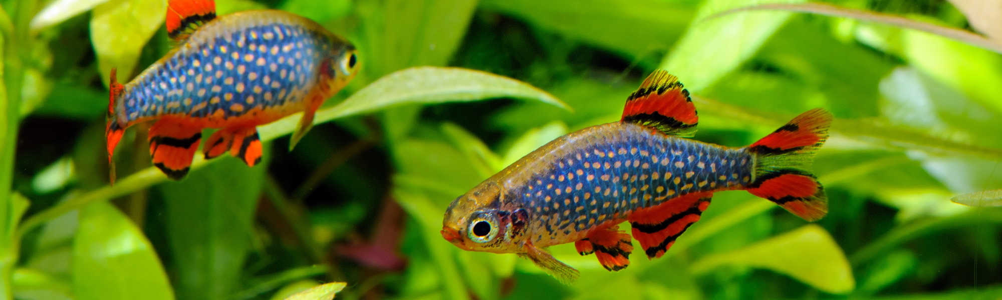 Micro Predator – Glass Grown Aquatics