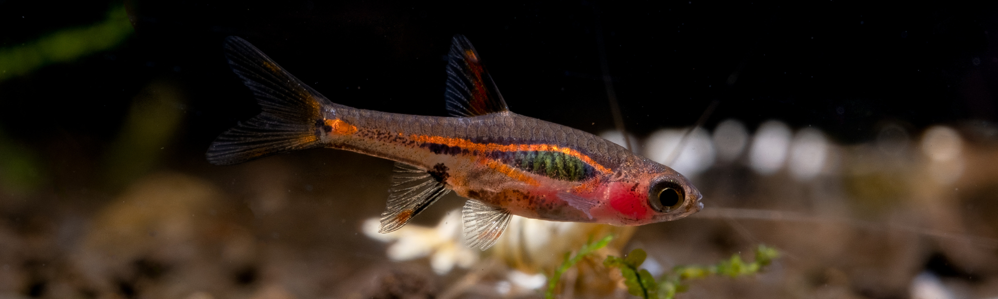 Mico Rasbora Micro-Rasboras – Glass Grown Aquatics