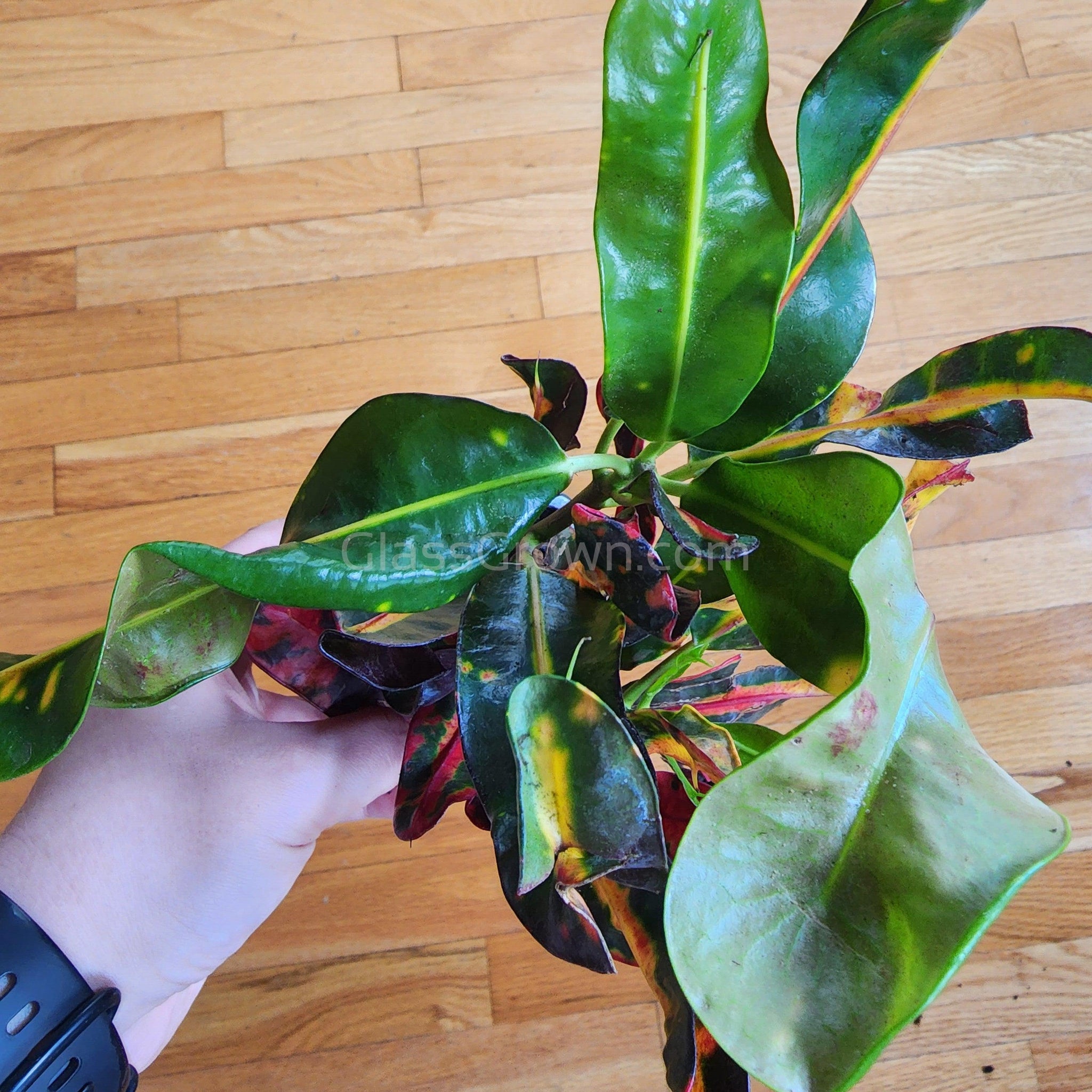 3 gal mammy croton Croton 'Mammy' 3