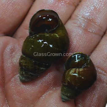 Japanese Trapdoor Snails-Live Animals-Glass Grown Aquatics-Single Snail-Glass Grown Aquatics-Aquarium live fish plants, decor