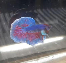 Load image into Gallery viewer, Male Lavender Big Ear Betta-Live Animals-Glass Grown-Glass Grown Aquatics-Aquarium live fish plants, decor
