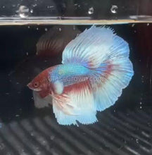 Load image into Gallery viewer, Male Lavender Big Ear Betta-Live Animals-Glass Grown-Glass Grown Aquatics-Aquarium live fish plants, decor
