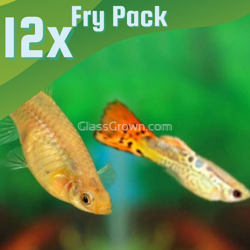 Blonde Cobra Mosaic Guppy 12 Fry Pack-Live Animals-Glass Grown-Glass Grown Aquatics-Aquarium live fish plants, decor