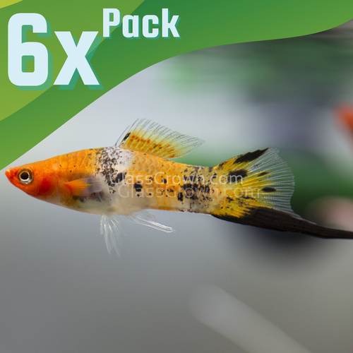 Koi Sanke Swordtail 6 Pack-Live Animals-Glass Grown Aquatics-School of 6-Glass Grown Aquatics-Aquarium live fish plants, decor