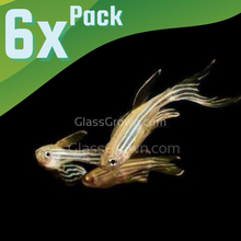 Load image into Gallery viewer, Longfin Zebra Danios 6 Pack-Live Animals-Glass Grown-School of 6-Glass Grown Aquatics-Aquarium live fish plants, decor
