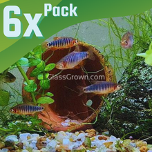 Load image into Gallery viewer, Emerald Dwarf Rasboras 6 Pack-Live Animals-Glass Grown Aquatics-School of 6-Glass Grown Aquatics-Aquarium live fish plants, decor
