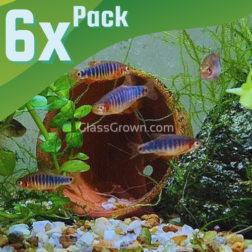 Emerald Dwarf Rasboras 6 Pack-Live Animals-Glass Grown Aquatics-School of 6-Glass Grown Aquatics-Aquarium live fish plants, decor