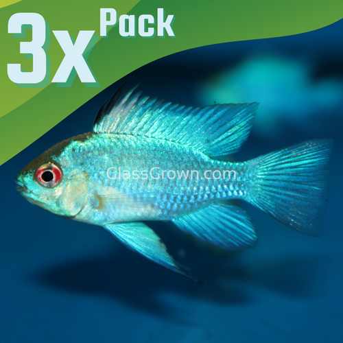 Micro Predator – Glass Grown Aquatics