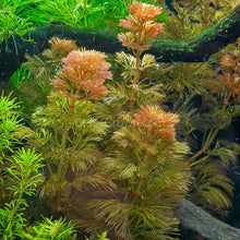 Load image into Gallery viewer, 1 CENT SAMPLE Mystery Red Stem Plant-Aquatic Plants-Glass Grown Aquatics-Glass Grown Aquatics-Aquarium live fish plants, decor
