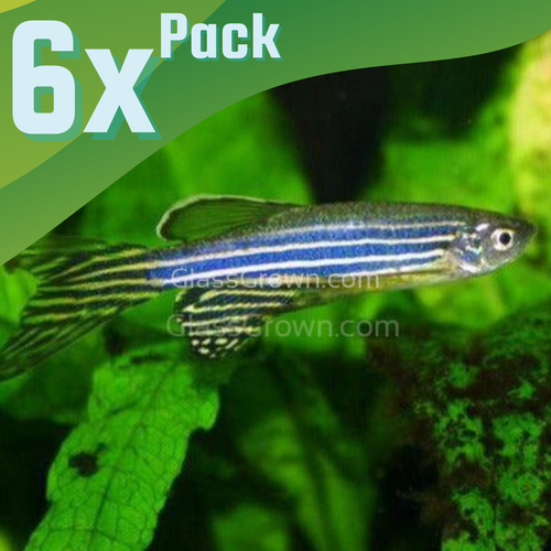 Zebra Danios 6 Pack-Live Animals-Glass Grown-School of 6-Glass Grown Aquatics-Aquarium live fish plants, decor