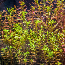 Load image into Gallery viewer, 1 CENT SAMPLE Mystery Red Stem Plant-Aquatic Plants-Glass Grown Aquatics-Glass Grown Aquatics-Aquarium live fish plants, decor
