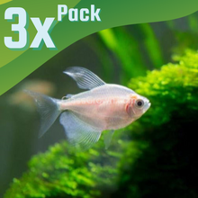 Load image into Gallery viewer, Long Fin White Skirt Tetras 3 Pack-Live Animals-Glass Grown-School of 3-Glass Grown Aquatics-Aquarium live fish plants, decor
