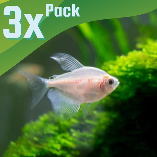 Long Fin White Skirt Tetras 3 Pack-Live Animals-Glass Grown-School of 3-Glass Grown Aquatics-Aquarium live fish plants, decor