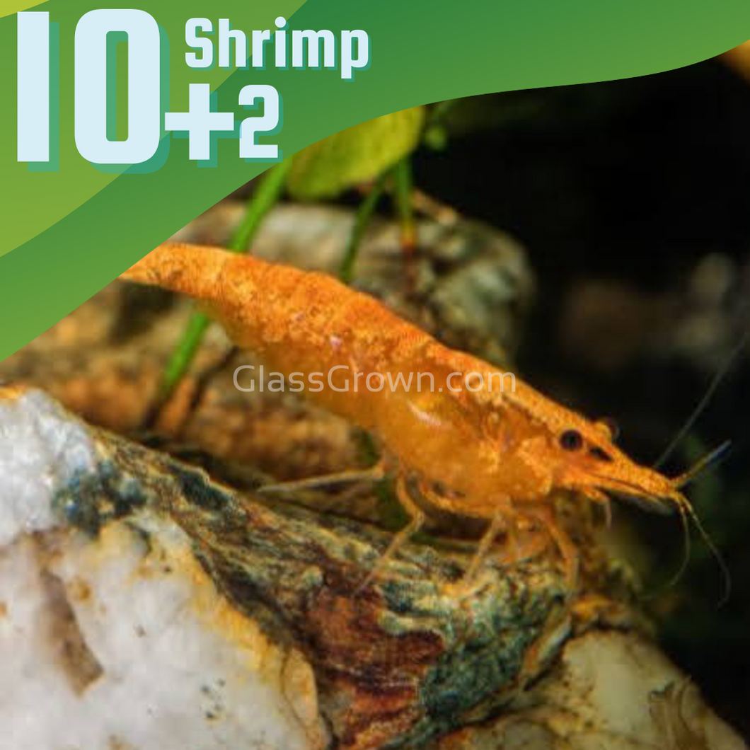 Sunkist Orange Dwarf Shrimp 10+ Pack-Live Animals-Glass Grown-10x-Glass Grown Aquatics-Aquarium live fish plants, decor